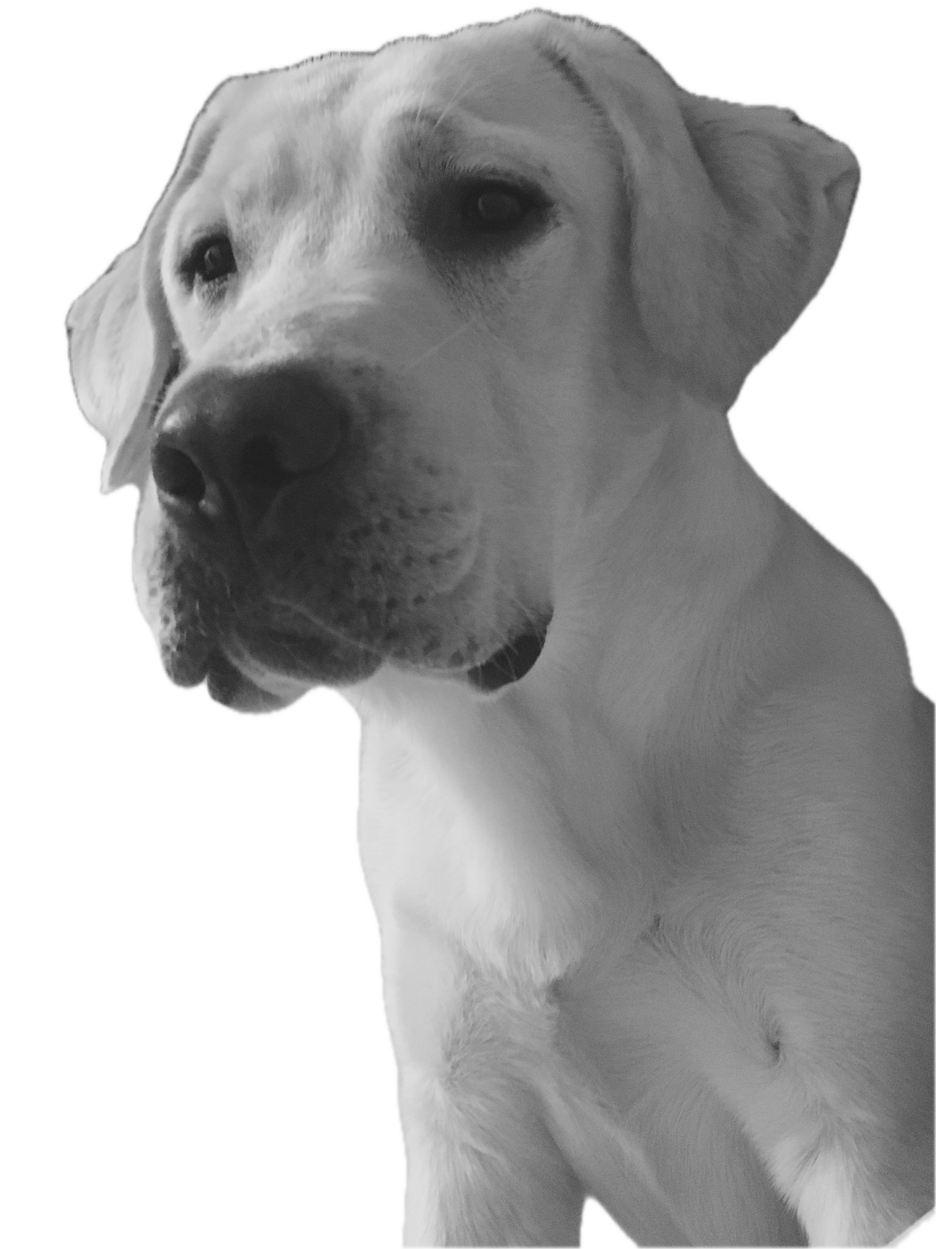 Labrador retriever in black and white portrait.