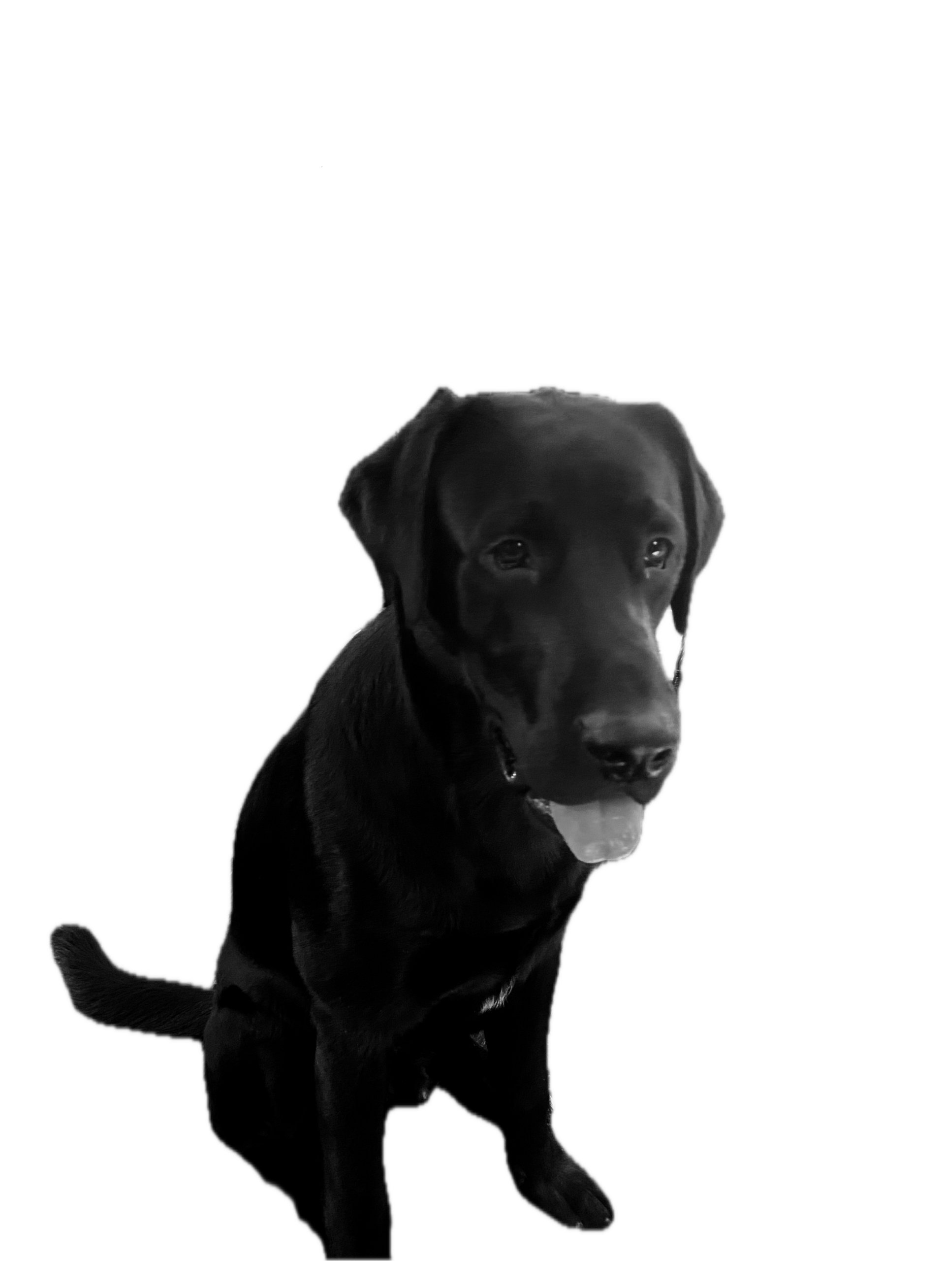 Black dog against a dark background.