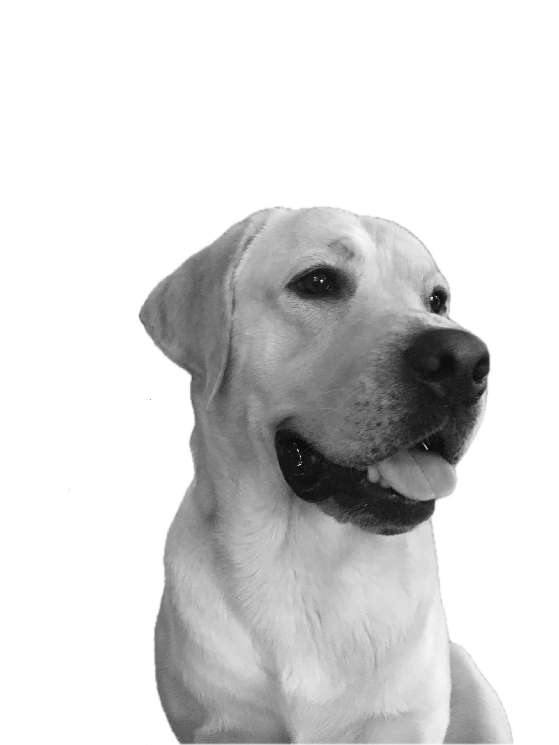 Yellow Labrador Retriever against black background.