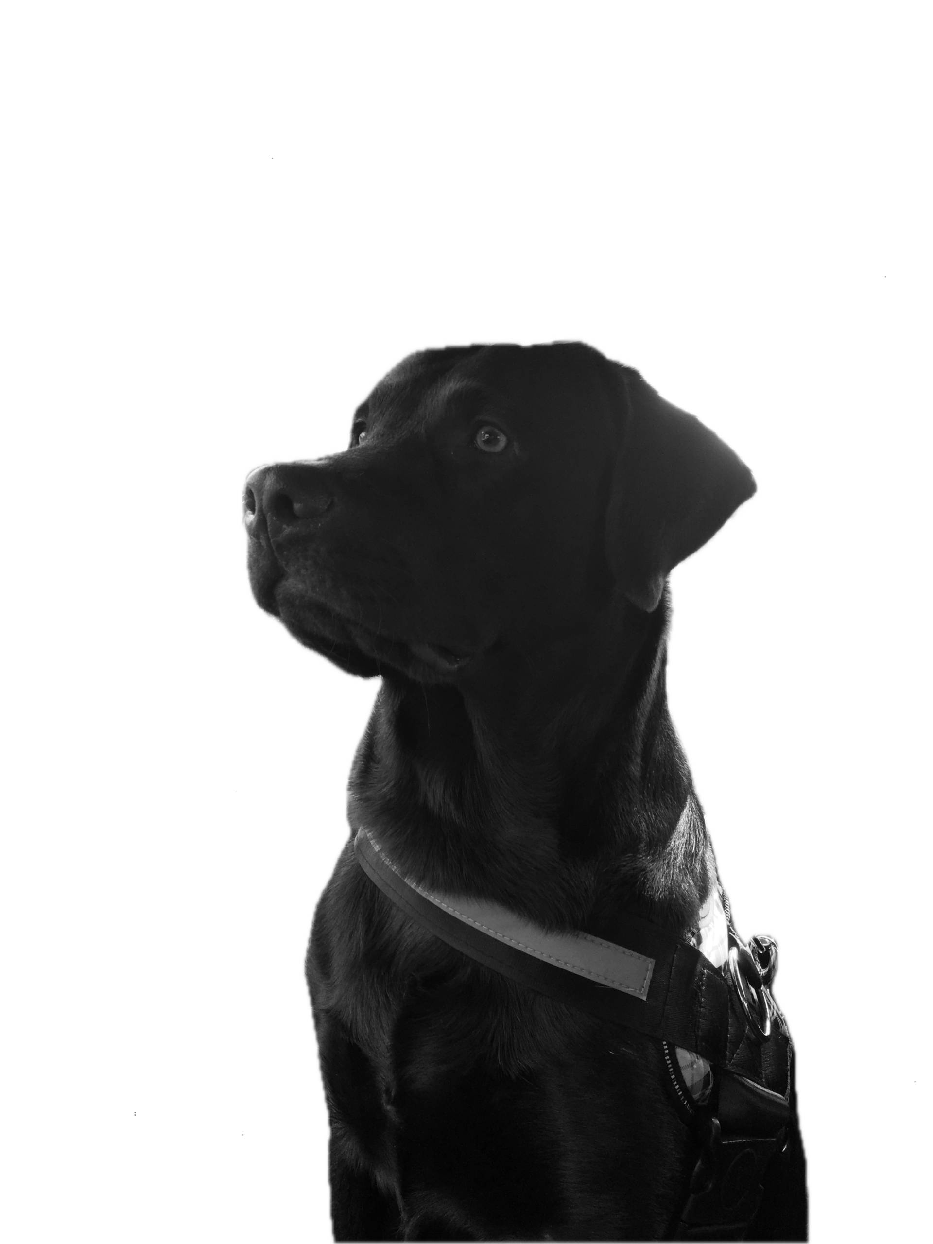 Black dog in a harness, black background.