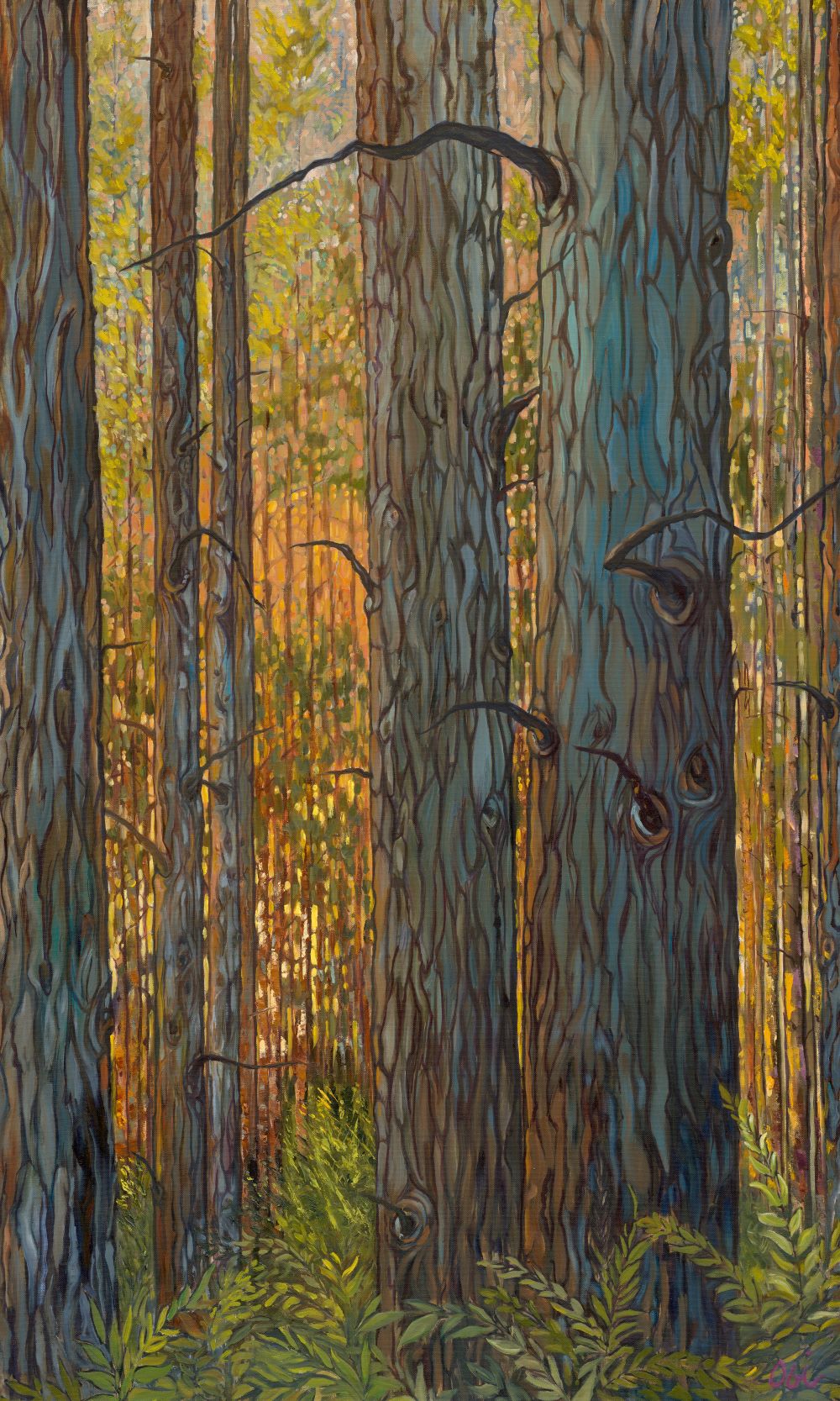 Forest with tall trees and sunlight.
