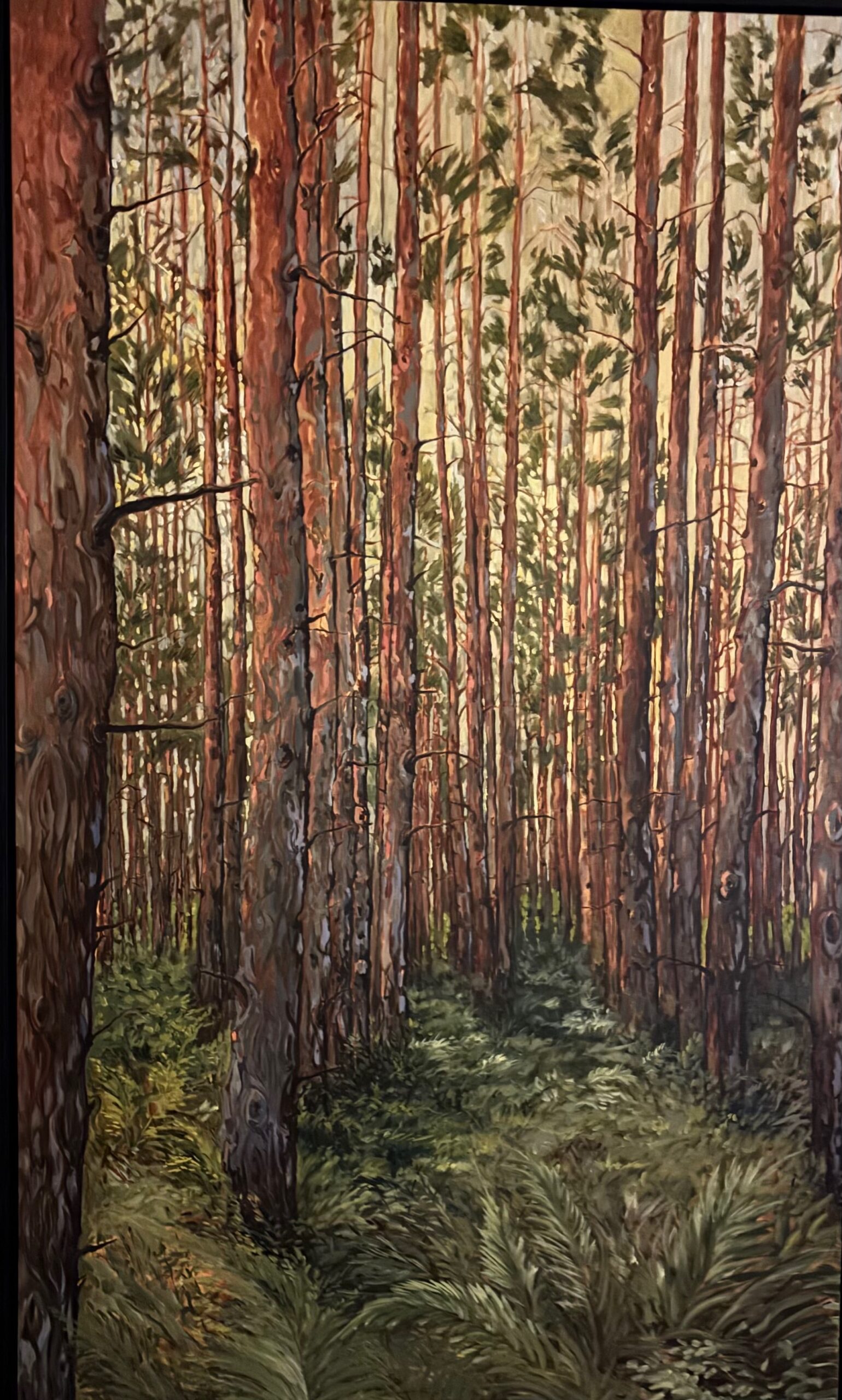 Tall pine trees in a dense forest.
