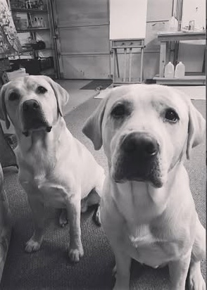 Two Labrador dogs sitting indoors, black-and-white.