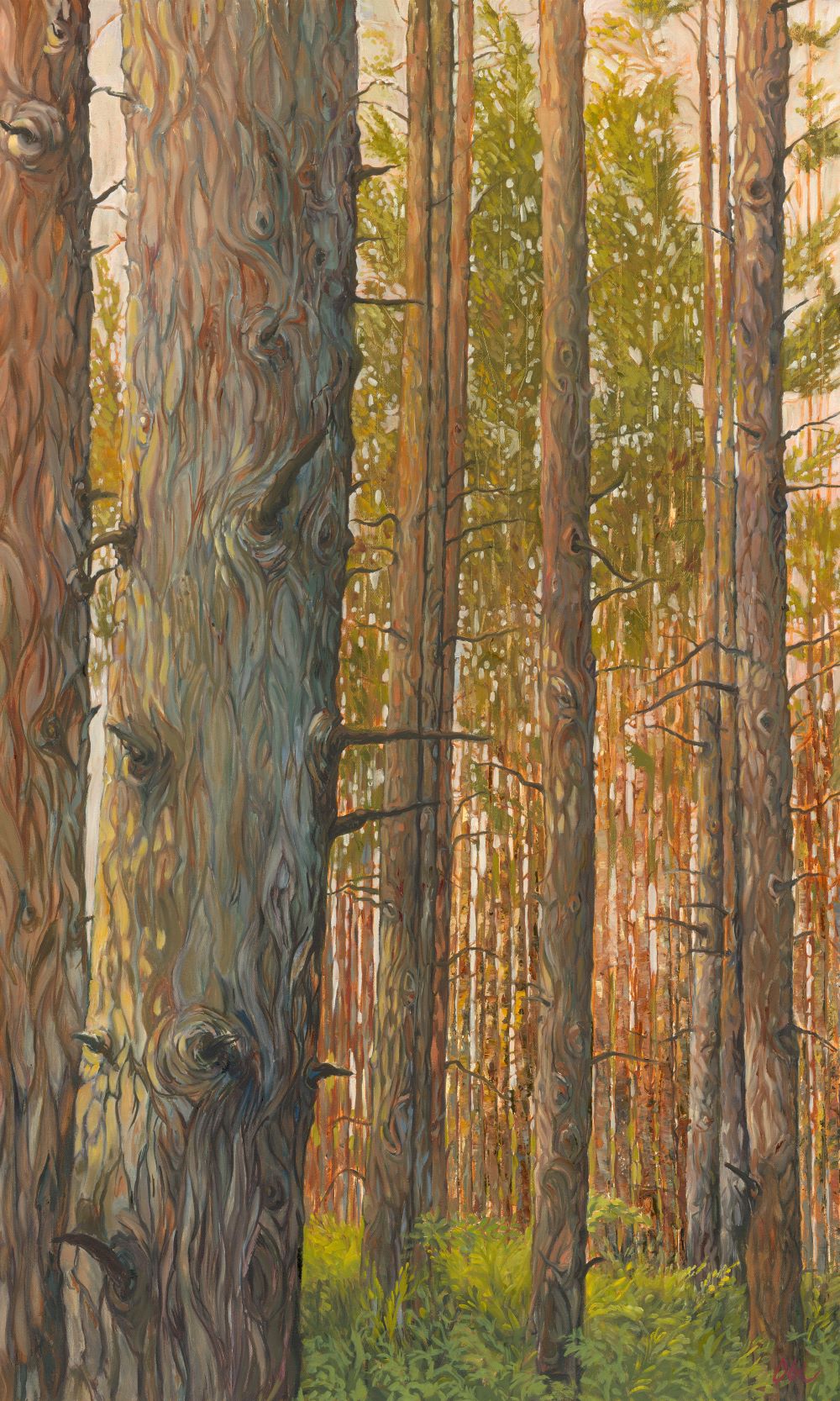 Tall trees in a sunlit forest.